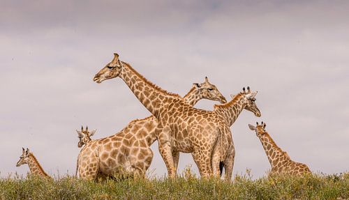 A top-class gathering! by Robert Kok