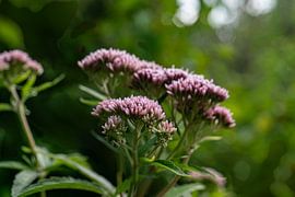 pink flowers