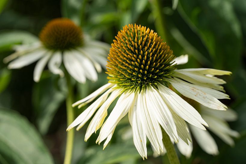 Héliotrope, Echinacea purpurea par Alexander Ludwig