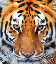 Portrait de tigre sur Dennis van de Water