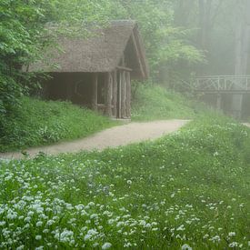 The wild garlic plant by Richard Nell