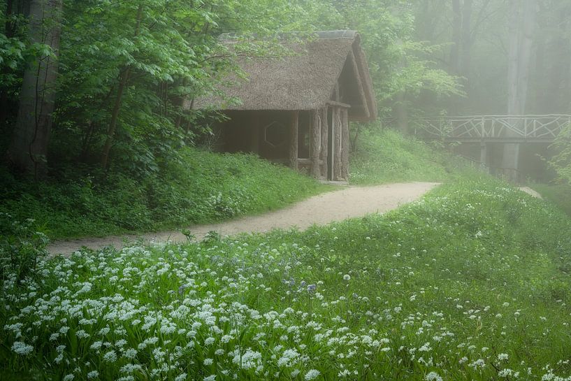The wild garlic plant by Richard Nell