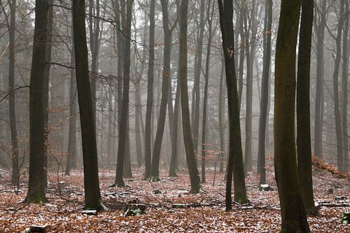 Hiver sur la Veluwe