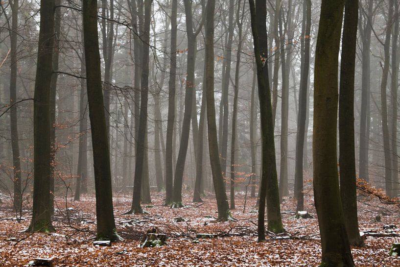 Winter on the Veluwe by Kelvin Middelink