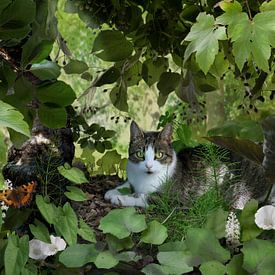 Cat in the garden by Marijke van Loon