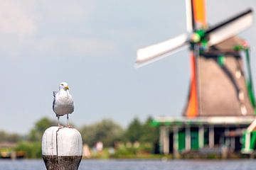 Möve Sawmill Het Jonge Schaap, Zaanse Schans by AidasignArt