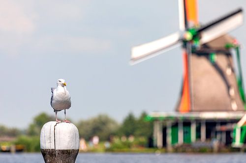 Möve Sägemühe Het Jonge Schaap, Zaanse Schans