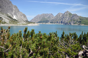 Lärche vor dem Lünersee