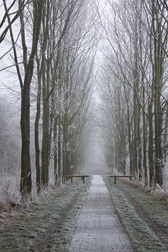 Winter by Mirjam Duizendstra