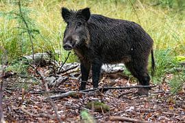 The Wild Boar by Merijn Loch