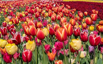 Les tulipes dans la région des bulbes sur Hélène Wiesenhaan