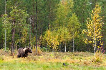 Brown bear in forest in Finland by Caroline Piek