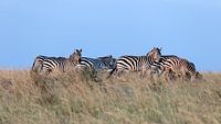 Zebra's in het avondlicht van Angelika Stern thumbnail