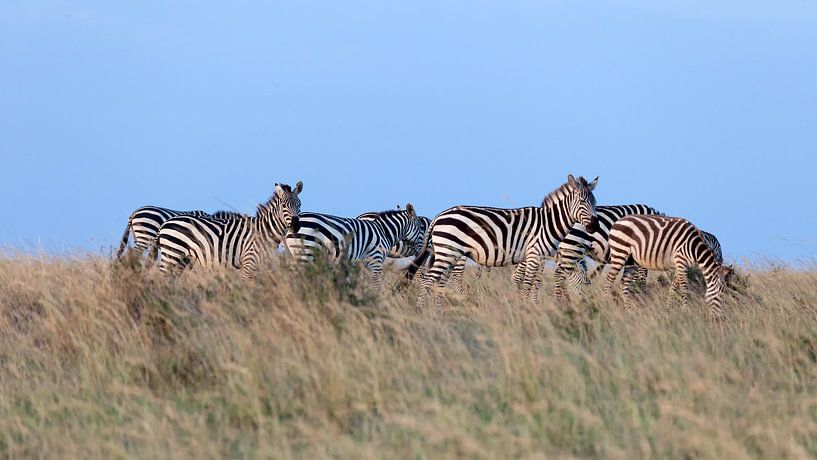 Zebras im Abendlicht von Angelika Stern