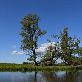 Strakke lucht in de Biesbosch van Van alles wat