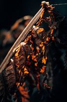 Autumn colours