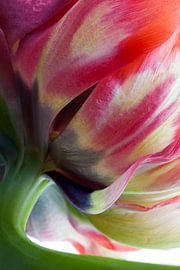 Tulpe von Henk Leijen