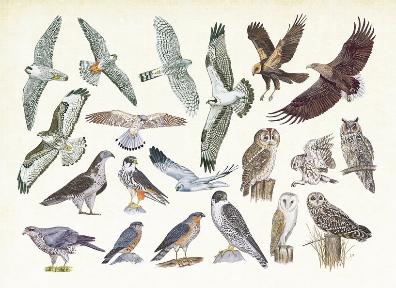 Oiseaux de proie et hiboux par Jasper de Ruiter