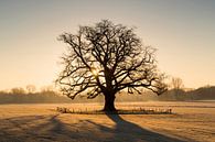 Sunrise the Achterhoek giant oak tree by Bart Harmsen thumbnail