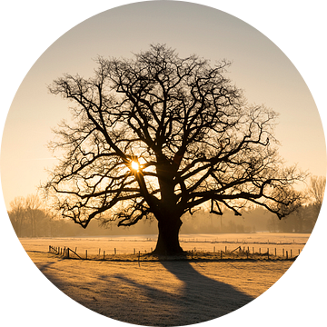 Zonsopkomst de Achterhoekse reuzeneik van Bart Harmsen