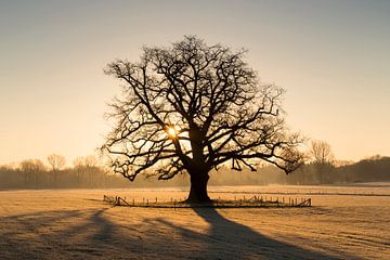 Sunrise the Achterhoek giant oak tree by Bart Harmsen