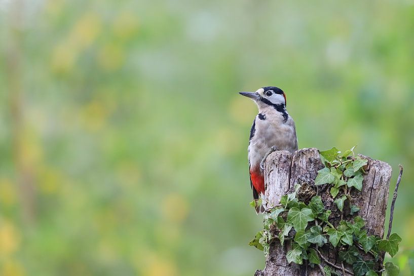 Buntspecht von Karin van Rooijen Fotografie