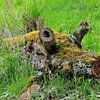 The Tree Piglet Pic 02 by Ingo Laue