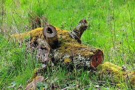 Das Baumferkel Pic 02