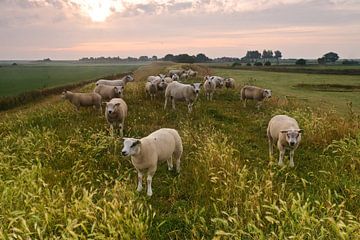 sheep on Texel by Arjan Keers