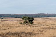 Landschaft auf der Veluwe von Merijn Loch Miniaturansicht