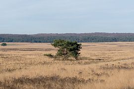 Landscape on the Veluwe by Merijn Loch