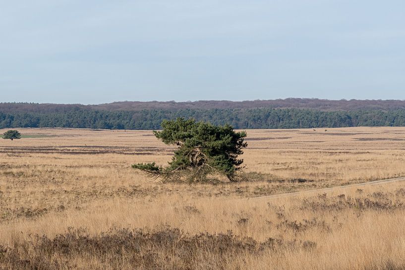 Landschaft auf der Veluwe von Merijn Loch