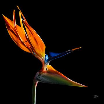 Strelitzia by BILAS