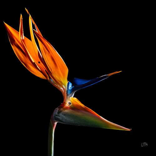 Strelitzia