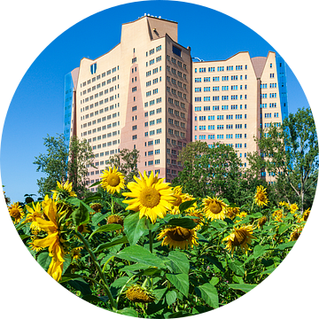Bloeiende zonnebloemen voor het Gasunie hoofdkantoor in Groningen