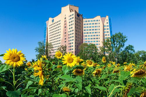 The Gasunie building in Groningen, the Netherlands, with the foreground a ground full of blooming Su