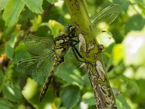 Libelle sur JacQ