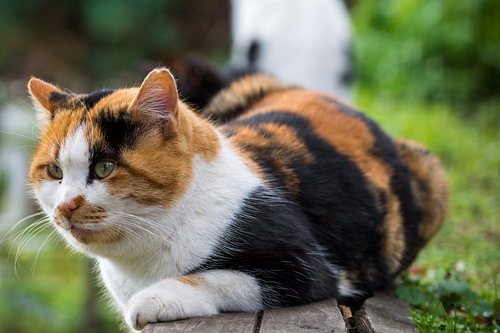 Street cat in Istanbul