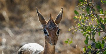 Verliefd op de reebruine ogen van de dikdik