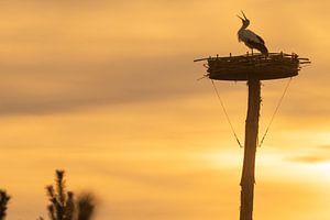 Cigogne battante aux derniers rayons du soleil sur Kris Hermans