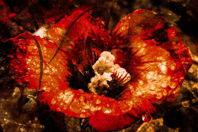 Looking in the Heart van Helga Blanke