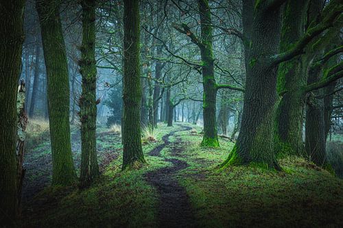Mysterieus Kronkelpad in de Mist van Kampina