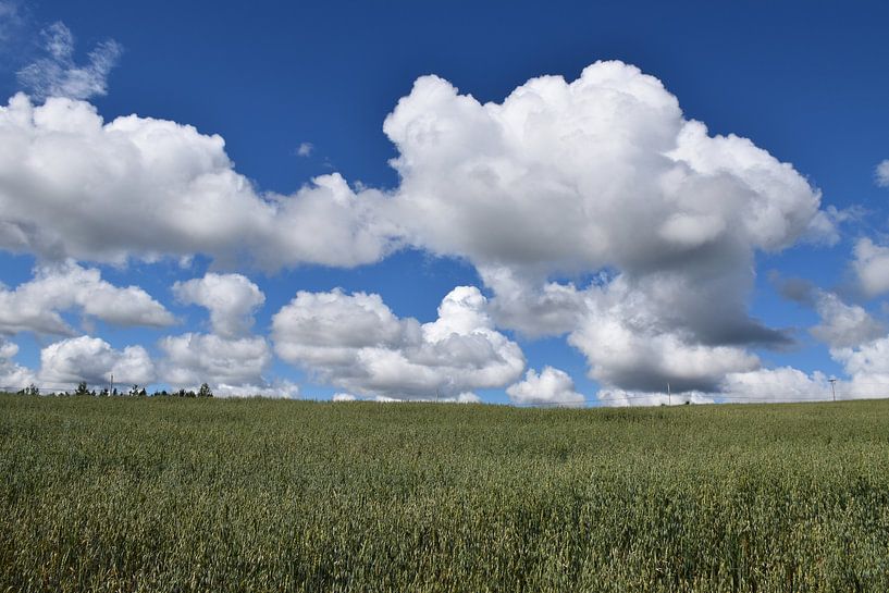 Un champ d'avoine sous un ciel bleu par Claude Laprise