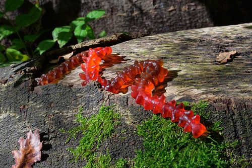 Fruity Centipede