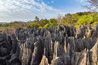 Rotsen in de Petit Tsingy de Bemaraha par Dennis van de Water Aperçu