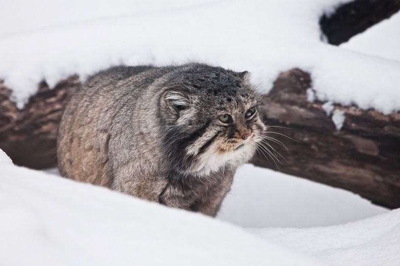 s'assoit avec mécontentement dans la neige. Une manille de chat sauvage duveteuse et brutale sur la  par Michael Semenov