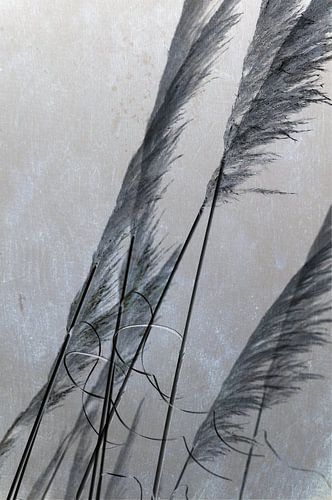 Herbe de la Pampa