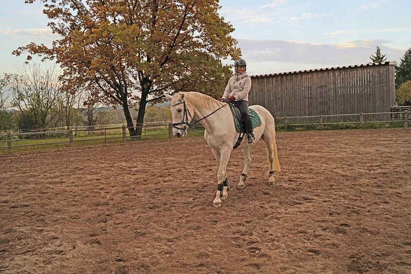 Training mit dem weißen Pferd auf einem Reitplatz im Herbst von Babetts Bildergalerie