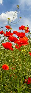 Papaver veld | Panorama van Melanie Viola