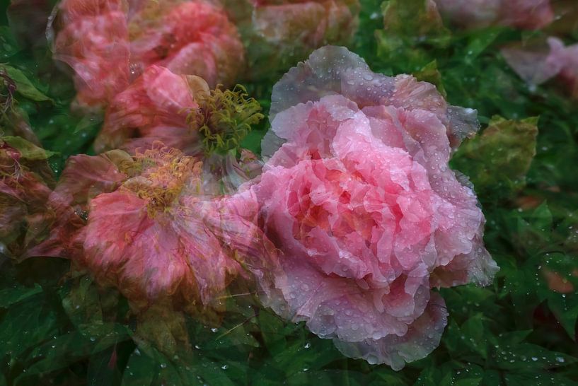 Malerische Pfingstrosen von Thomas Jäger